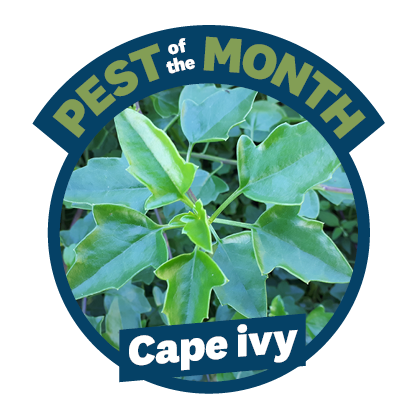 Pest of the Month Header August 2026 Cape Ivy.png