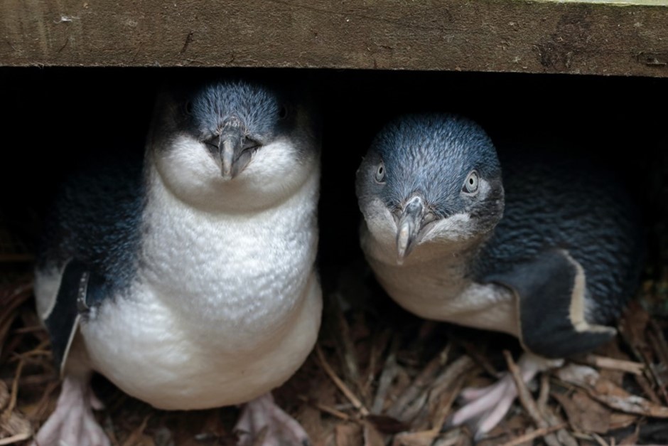 two blue and white penguins looking out from under a plank of wood