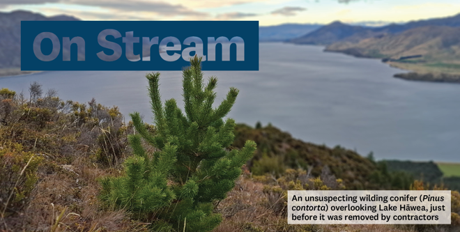 a small wilding conifer tree on top of a hill overlooking a lake, The words On Stream are across the top.