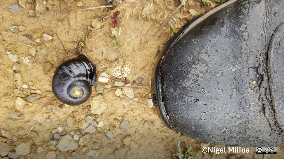 Powelliphanta Spedeni Ssp. Spedeni (C) Nigel Milius, Some Rights Reserved (CC BY NC) Inaturalist