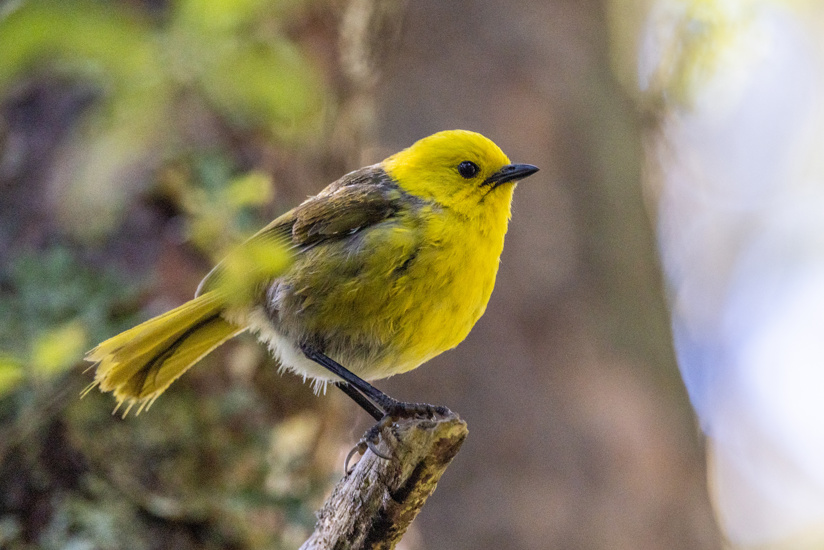 Yellowhead Mohoua Endemic Passerine Of New Zealand Adobestock 483427229