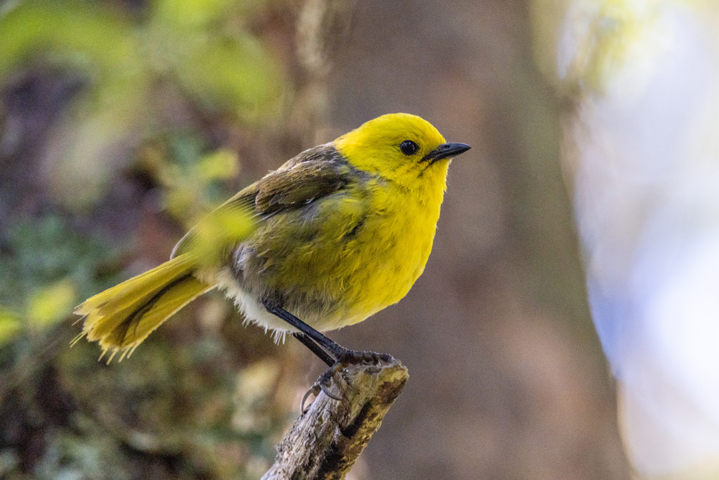 Birds of Otago