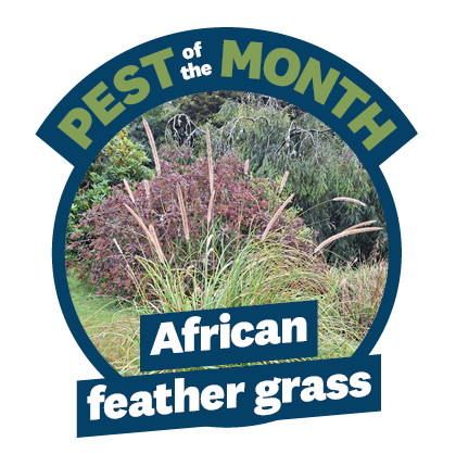 a picture of a grassy plant inside a blue circle with the words pest of the month african feather grass on it