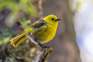 Bird Yellowhead Mohoua Adobestock 483427229