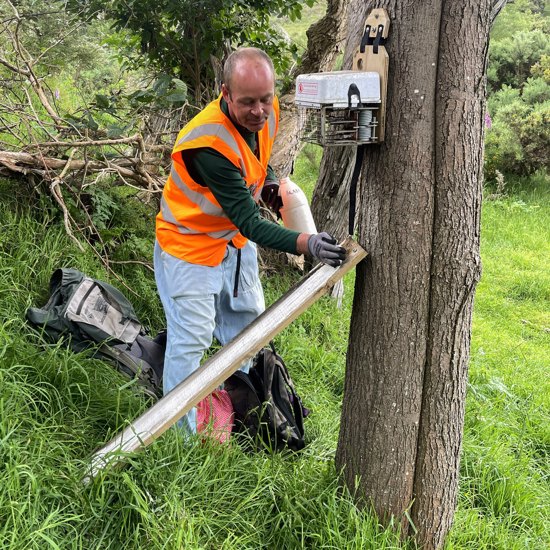 Martin 'Blazing' (Cinnamon And Icing Sugar Lure) The Ramp Of An Automatic Possum Trap