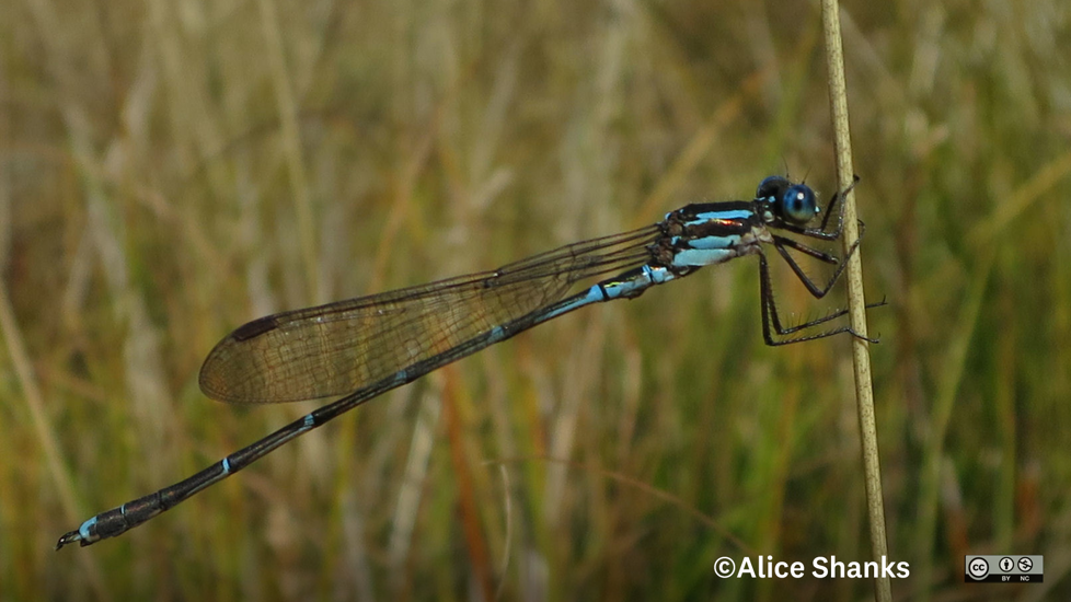 Blue Damselfly Alice Shanks CC NC