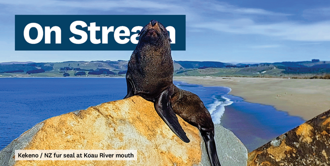 a fur seal sitting on a rock with a beach and coastline in the background and the words On Stream on the top