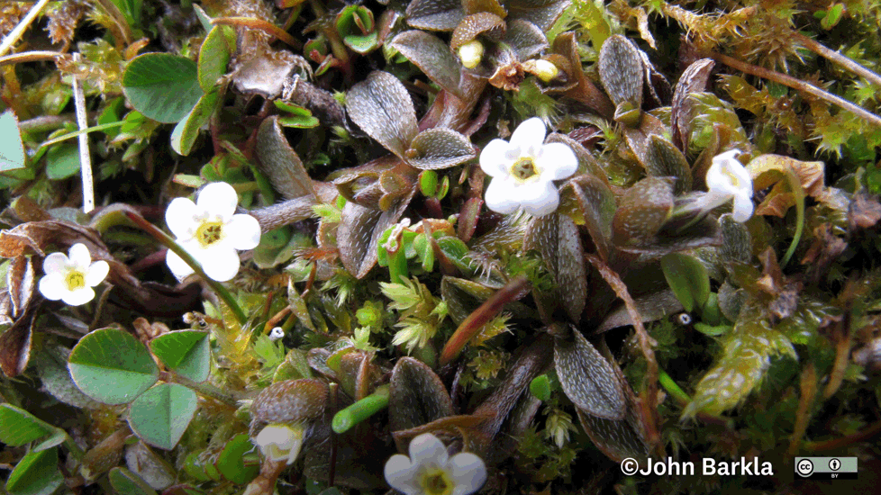 Myosotis Bryonoma Photo John Barkla (Some Rights Reserved) Lower Nevis