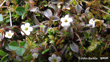 Myosotis Bryonoma Photo John Barkla (Some Rights Reserved) Lower Nevis