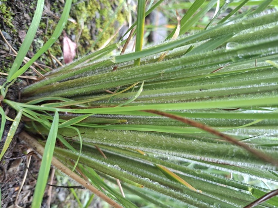 African Feather Grass 22 Photo Orc