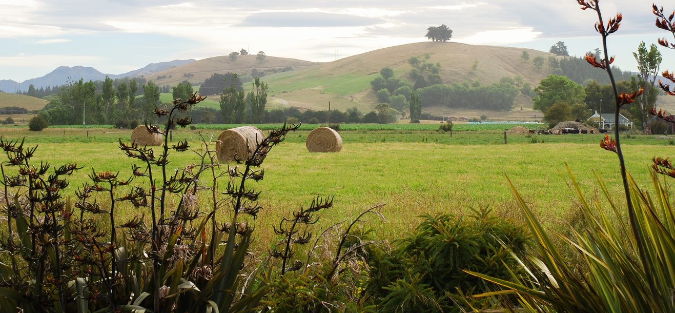 a rural paddock with rolls of hay in it and flax bushes in the foreground