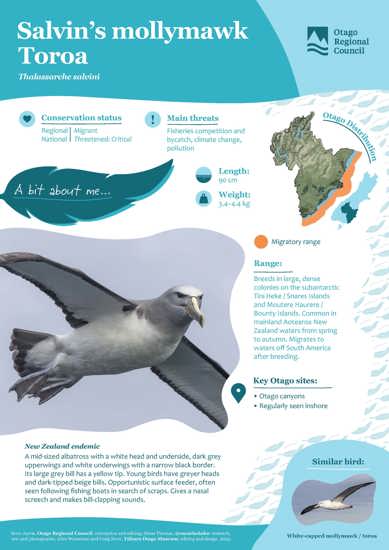 Salvin’S Mollymawk Toroa (1)