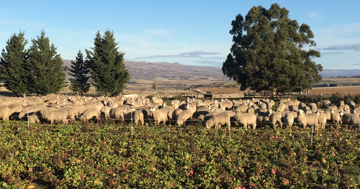 Iwg Sheep Fence 1200 X 630