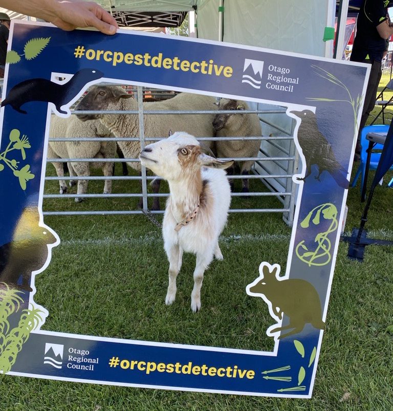 a small white goat looking through the centre of a large printed photo frame being held in front of it by a person. On the frame are the words 'ORC pest detective'