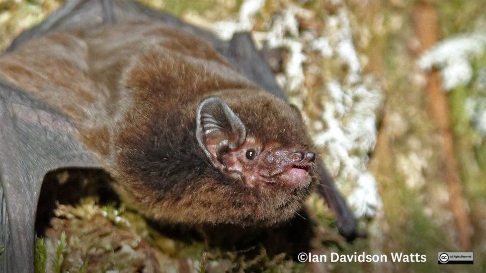 Long Tailed Bat Photo By Ian Davidson Watts