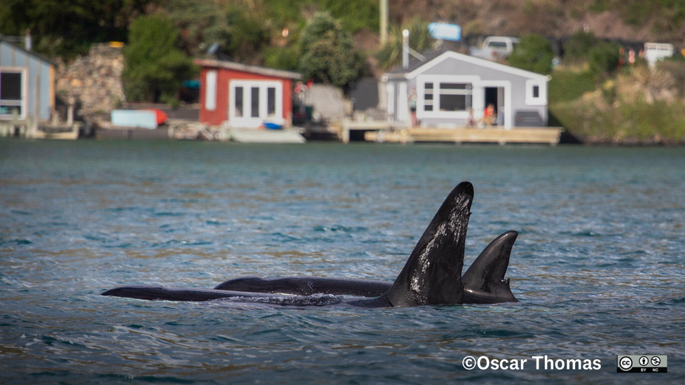 Maki Orca. Photo Oscar Thomas Inaturalist (CC BY NC ND 4.0)