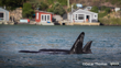 Maki Orca. Photo Oscar Thomas Inaturalist (CC BY NC ND 4.0)