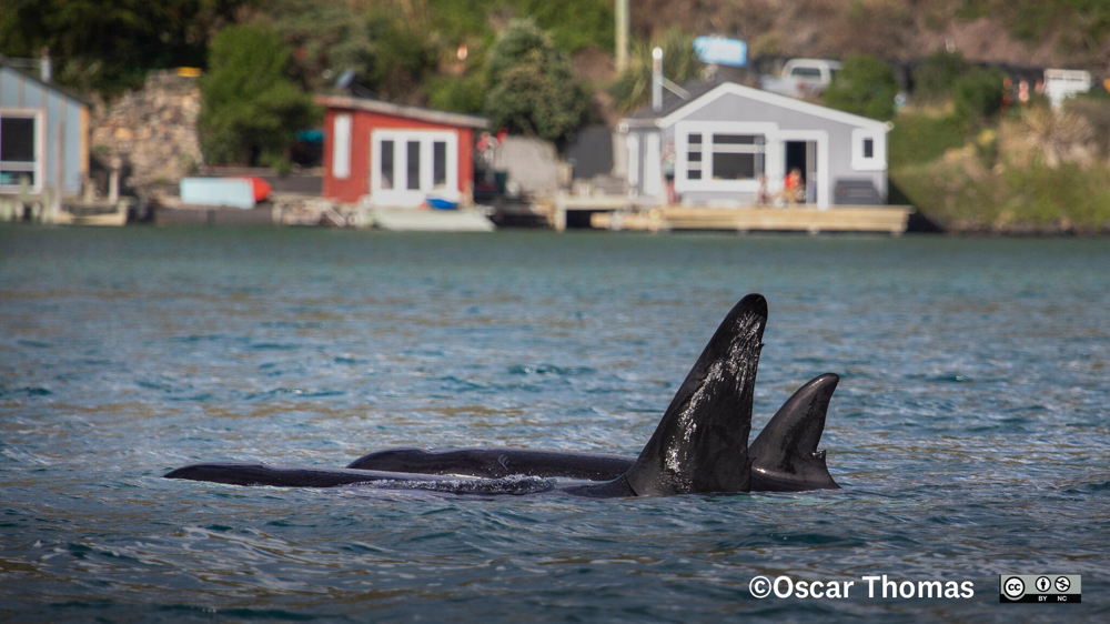 Maki Orca. Photo Oscar Thomas Inaturalist (CC BY NC ND 4.0)