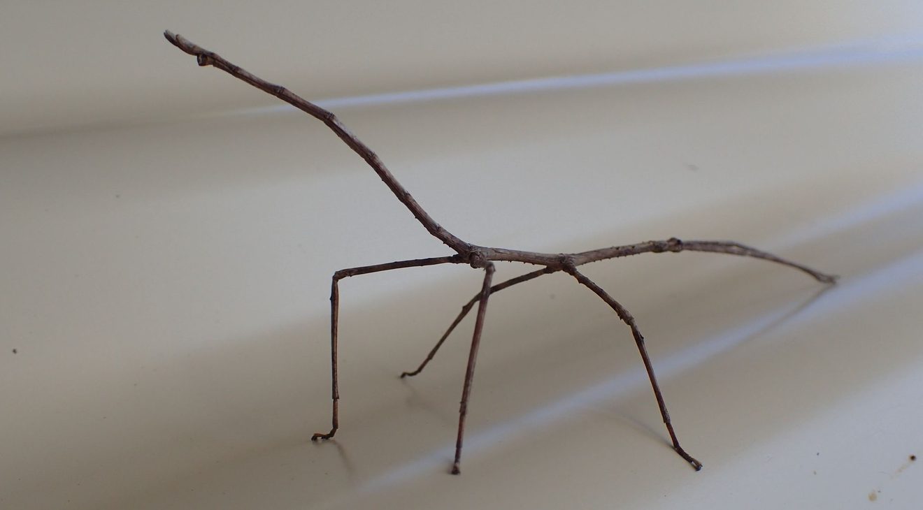 a brown stick insect on a piece of white corrugated material