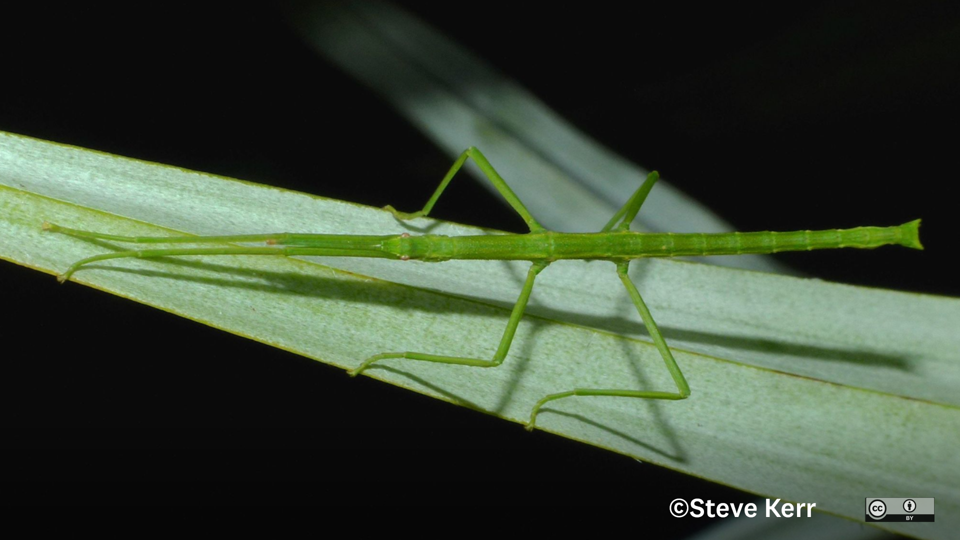 Native Stick Insect Stick Insects in Otago