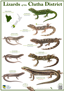 Clutha Lizards Poster PNG