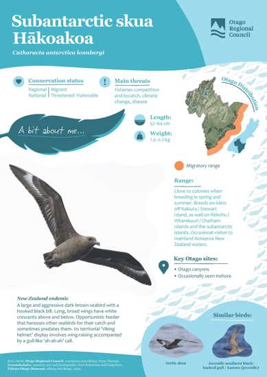 Subantarctic Skua Hākoakoa (1)