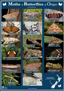 Moths & Butterflies Of Otago Poster (1)