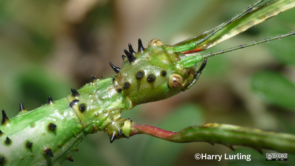 Prickly Stick Insect Head (Acanthoxyla Geisovii) Harrylurling CC BY ND