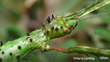Prickly Stick Insect Head (Acanthoxyla Geisovii) Harrylurling CC BY ND
