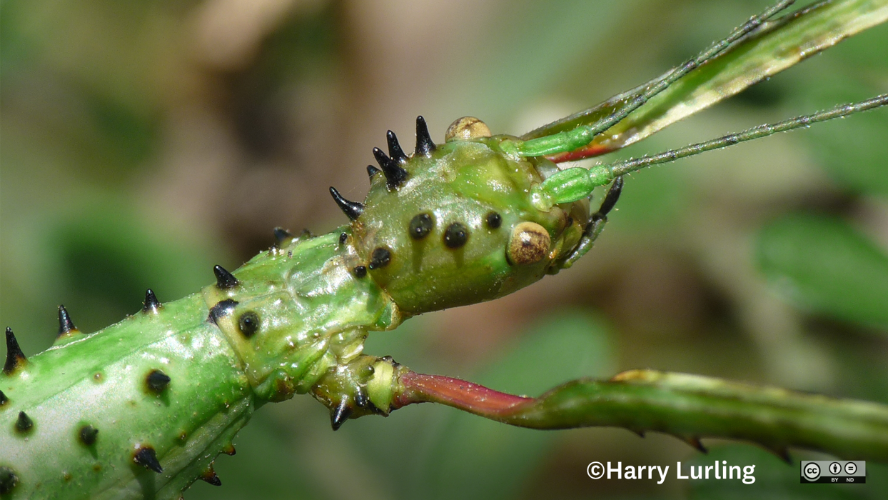 Stick Insects in Otago