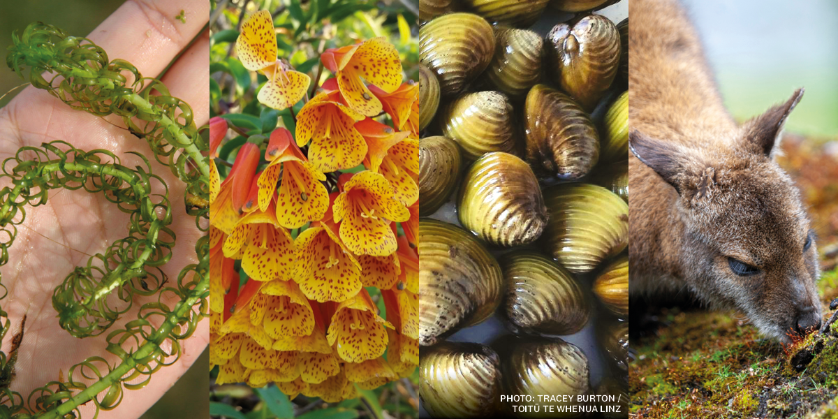 a montage of various plants and animals