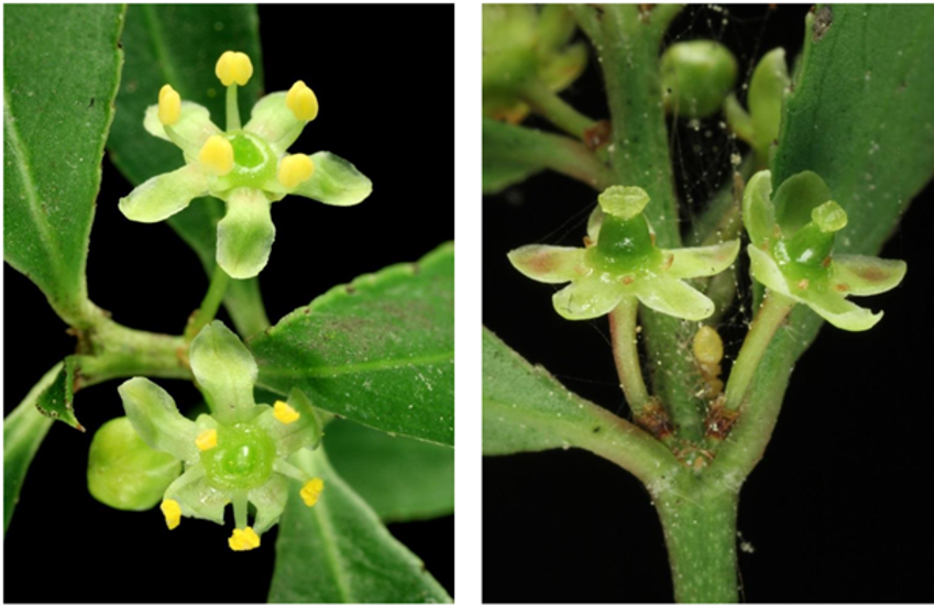 The Male (Left), And Female Flowers Of The Chilean Mayten. Photo Murray Dawson Inaturalistnz