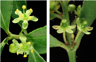 The Male (Left), And Female Flowers Of The Chilean Mayten. Photo Murray Dawson Inaturalistnz