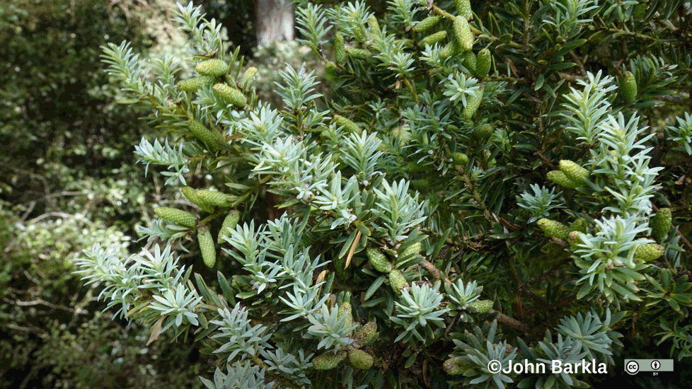 Tōtara (Podocarpus Totara Var. Totara) Some Rights Reserved By John Barkla Brockville, Dunedin