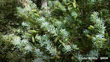 Tōtara (Podocarpus Totara Var. Totara) Some Rights Reserved By John Barkla Brockville, Dunedin