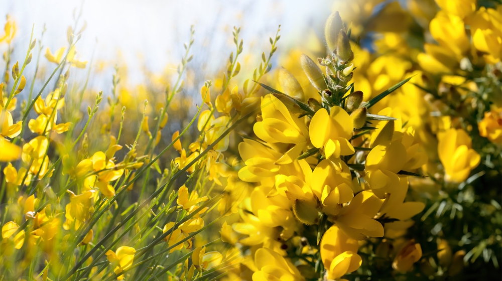 Gorse And Boom 1920X1080