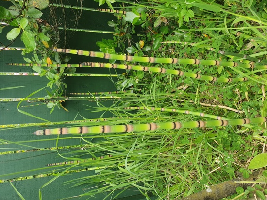 Rough Horsetail Reed