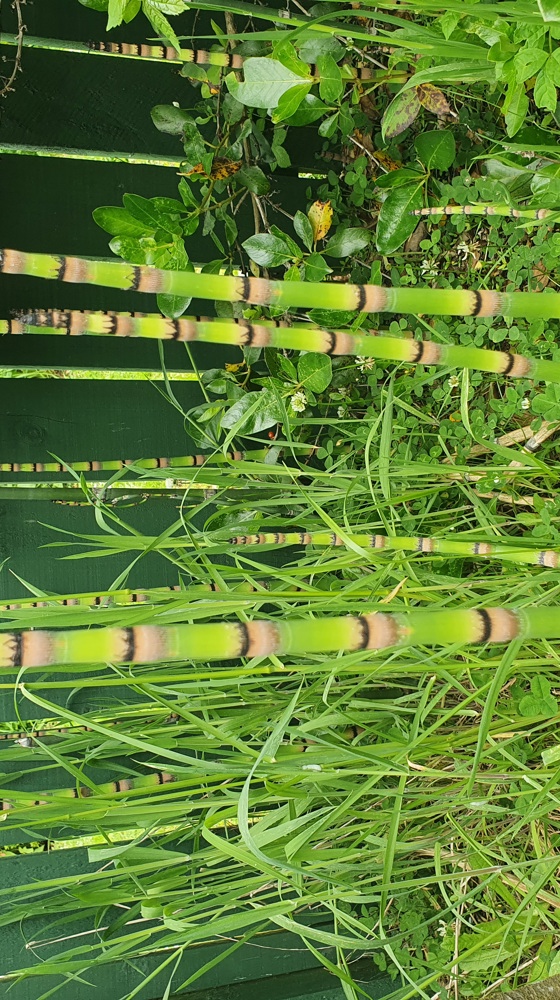 Rough Horsetail Reed