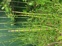 Rough Horsetail Reed
