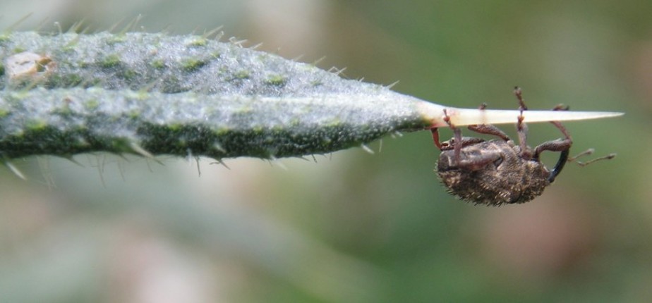 Nodding Thistle Crown Weevil Trichosirocalus horridus Manaaki Whenua – Landcare Research