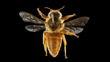 Apis Mellifera Ligustica Spinola, 1806. CC BY 4.0. Te Papa (AI.033457) 1920X1080