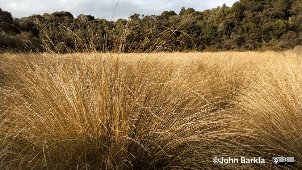 Copper Tussock (Chionochloa Rubra Subsp. Cuprea)(CC BY) John Barkla