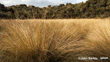 Copper Tussock (Chionochloa Rubra Subsp. Cuprea)(CC BY) John Barkla