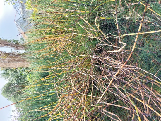 Rough Horsetail Reed 3