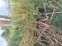 Rough Horsetail Reed 3
