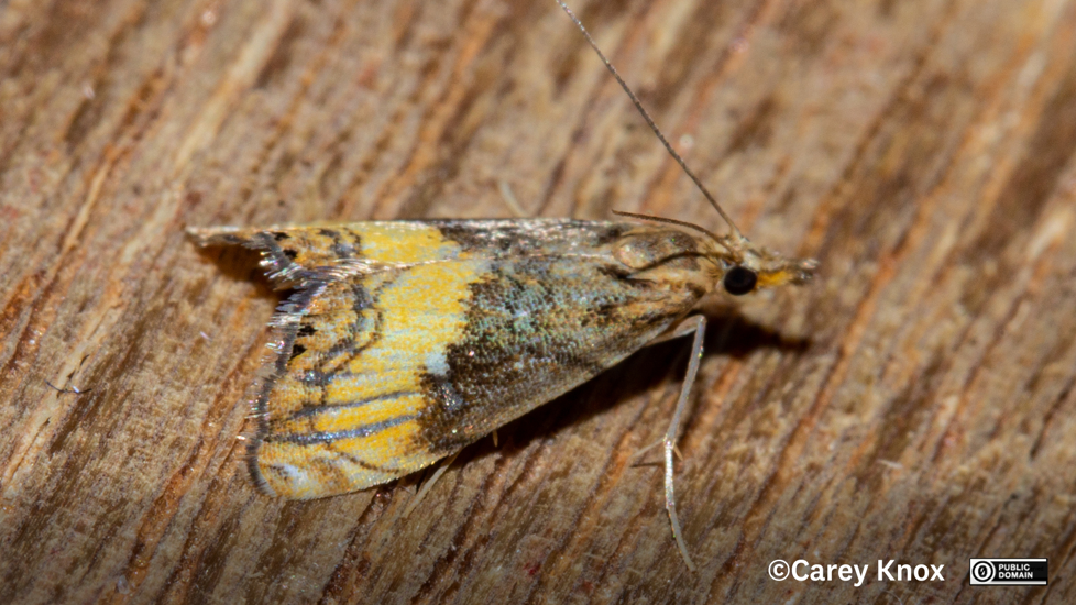 Moth Glaucocharis Chrysochyta Carey Knox CC0