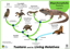Reptile Phylogenetic Tree PNG