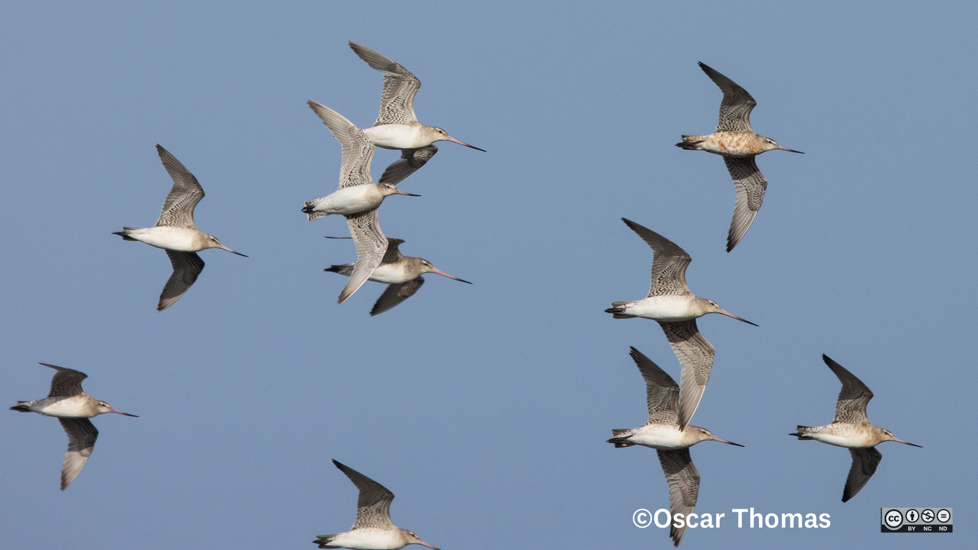 Birds Flying Eastern Bar Tailed Godwit Kūaka Photographer Oscar Thomas CC BY NC ND