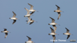 Birds Flying Eastern Bar Tailed Godwit Kūaka Photographer Oscar Thomas CC BY NC ND