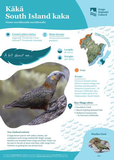 South Island Kaka Kākā (1)